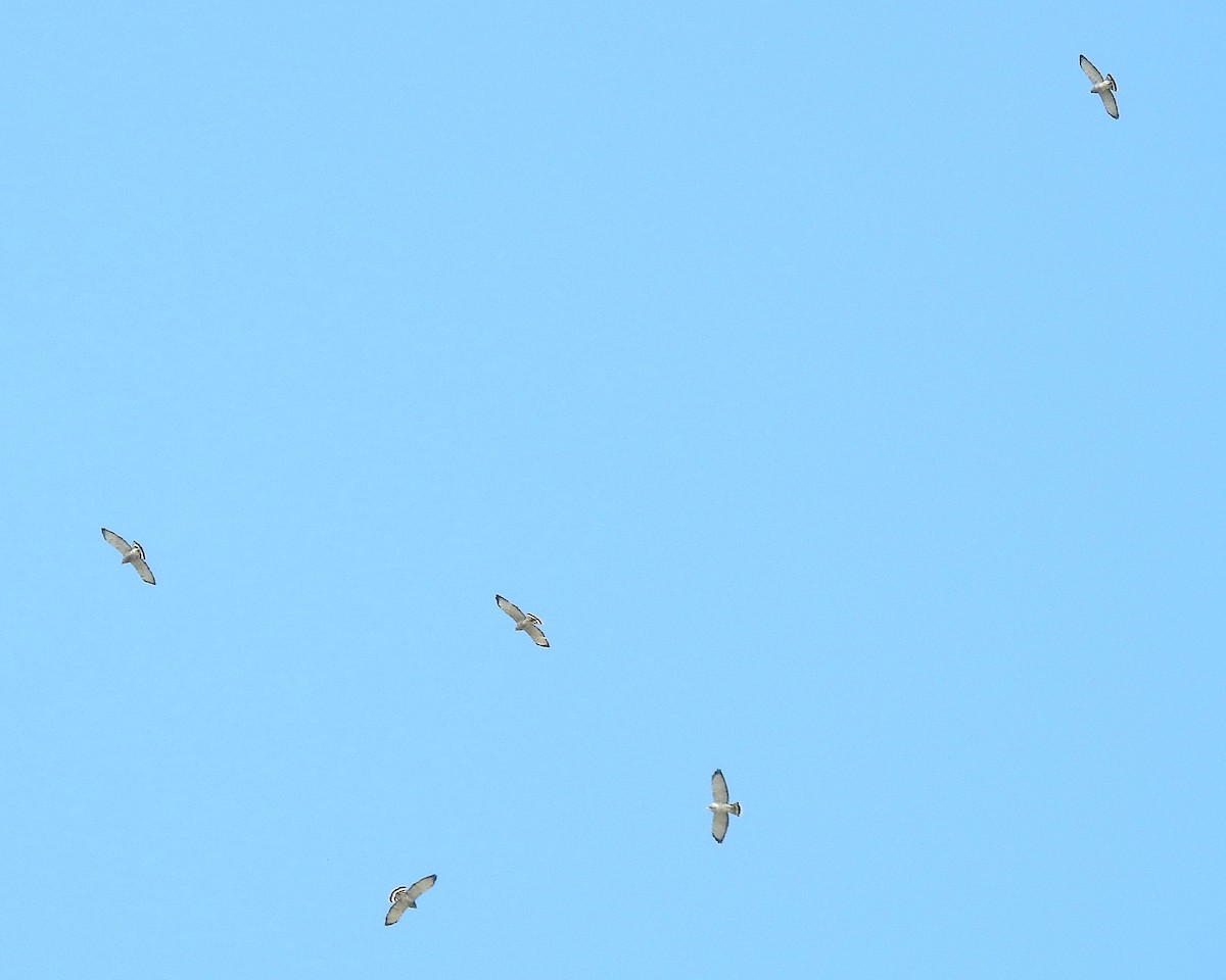 Broad-winged Hawk - ML609078647