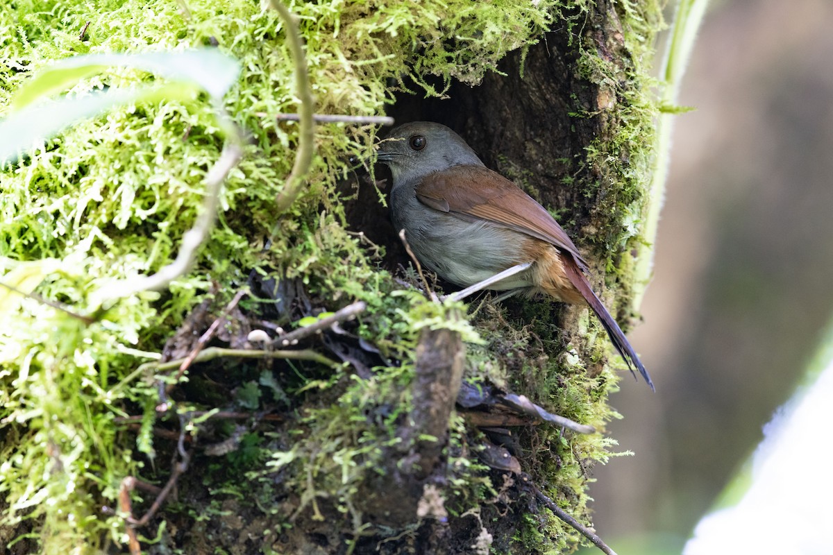 Bagobo Robin - ML609078688