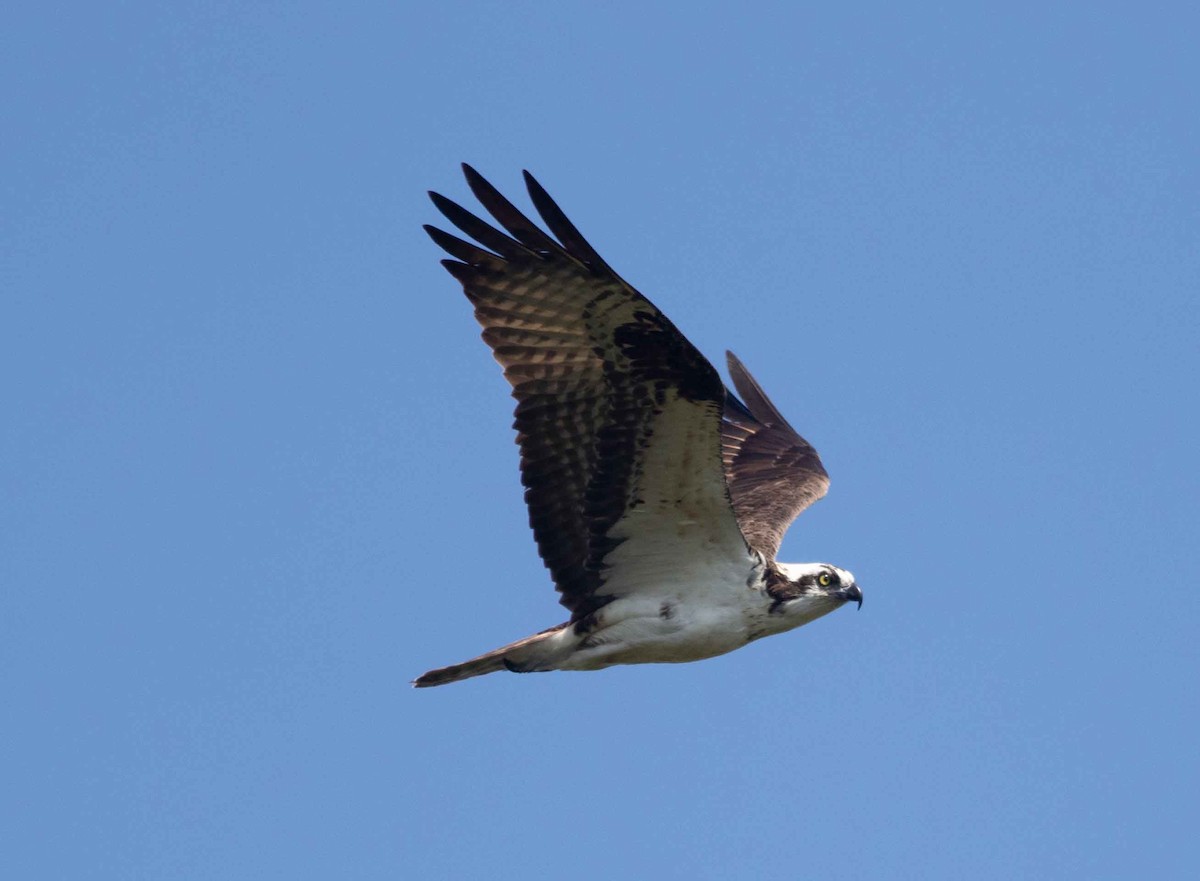 Águila Pescadora - ML609078721