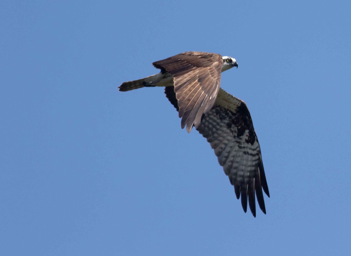 Águila Pescadora - ML609078724