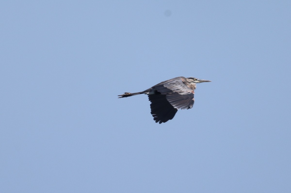 Great Blue Heron - ML609078739