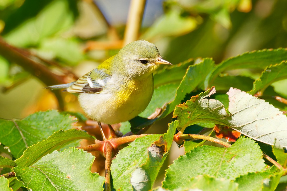 Northern Parula - ML609078847