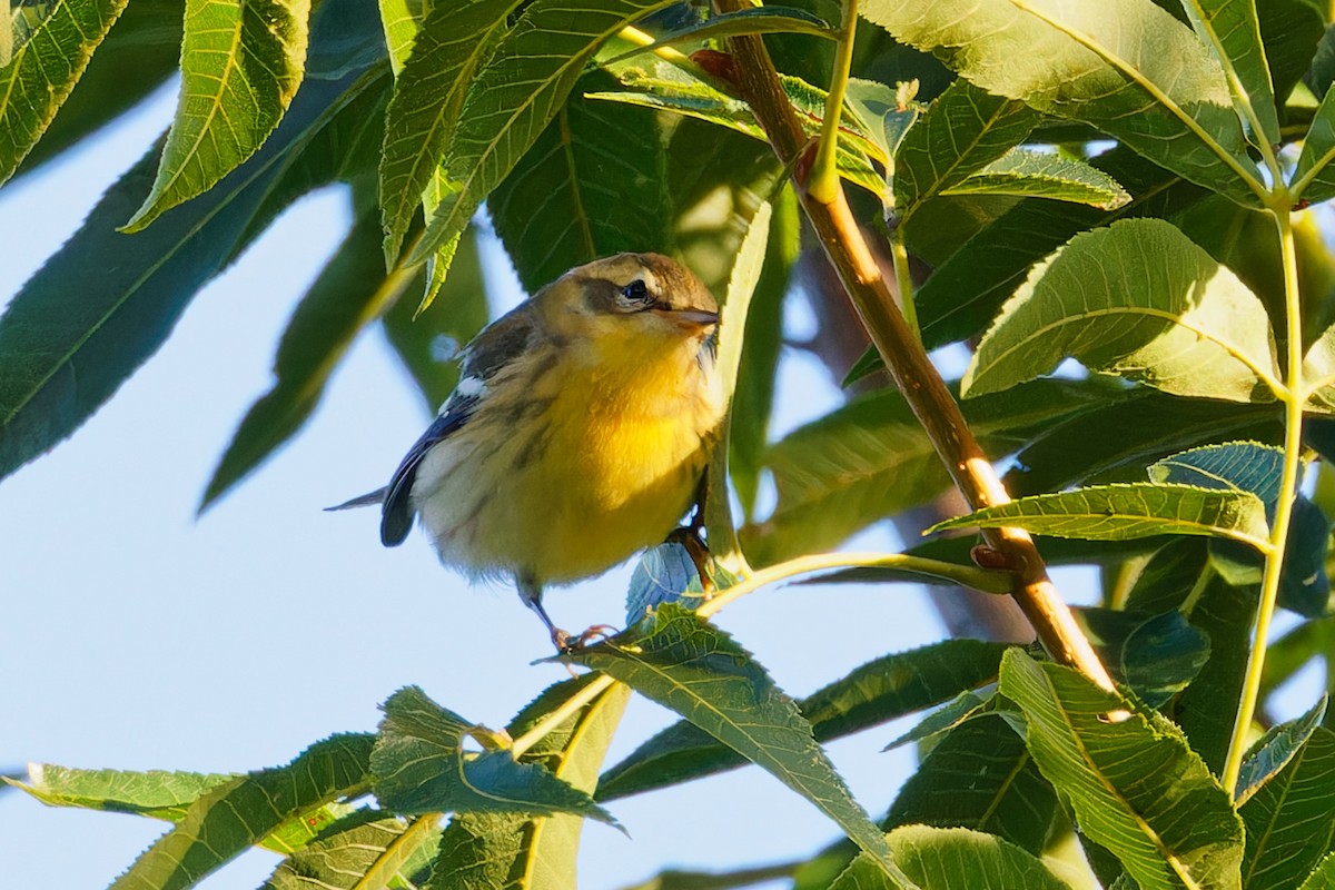 Prairie Warbler - ML609078874