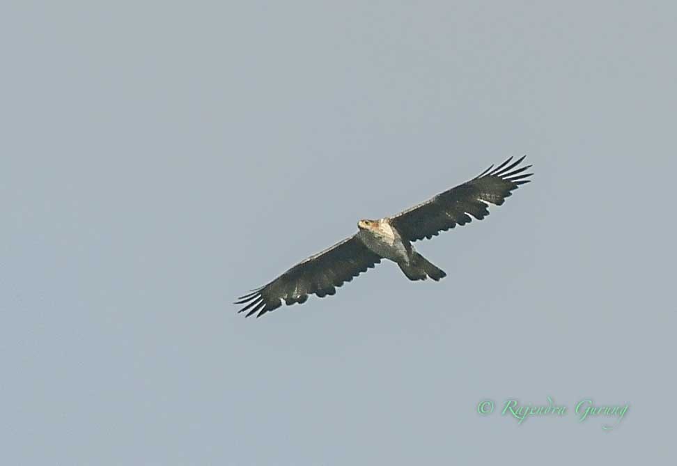 Booted Eagle - Rajendra Gurung