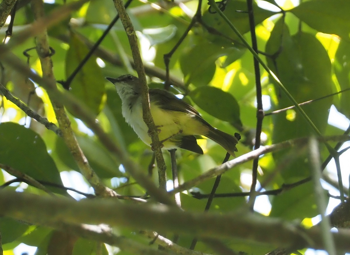 Yellow-bellied Gerygone - ML609078919