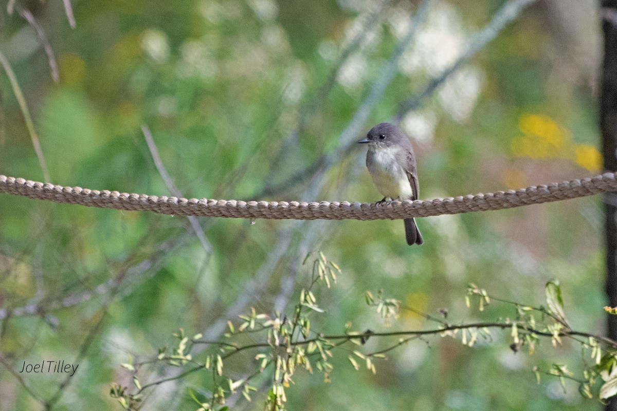 Eastern Phoebe - ML609078926