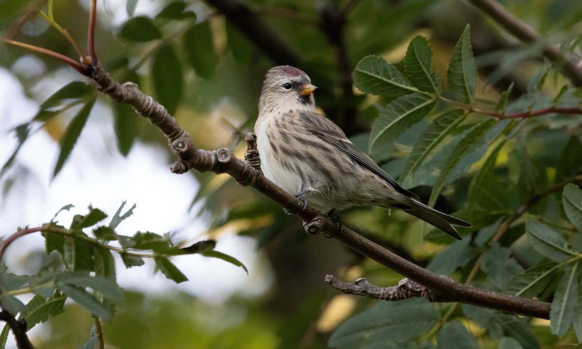 Common Redpoll (rostrata/islandica) - ML609078937