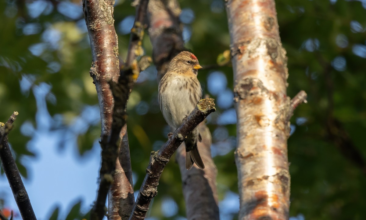 Common Redpoll (rostrata/islandica) - ML609078938