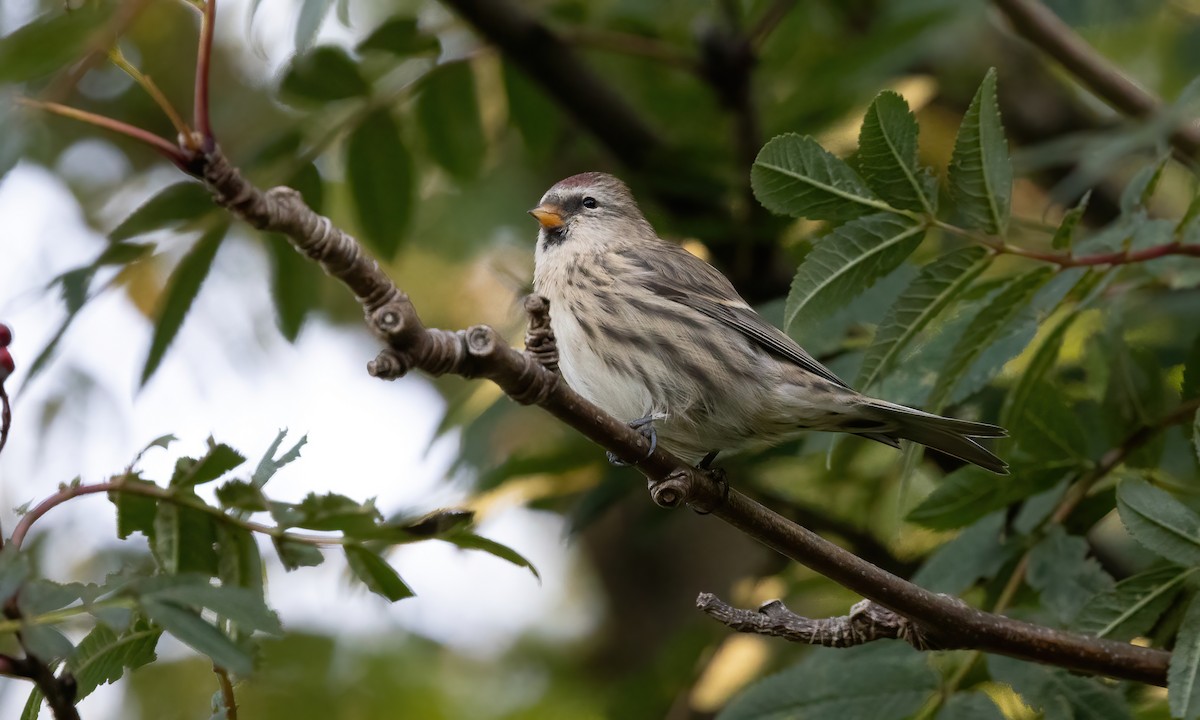 Common Redpoll (rostrata/islandica) - Paul Fenwick