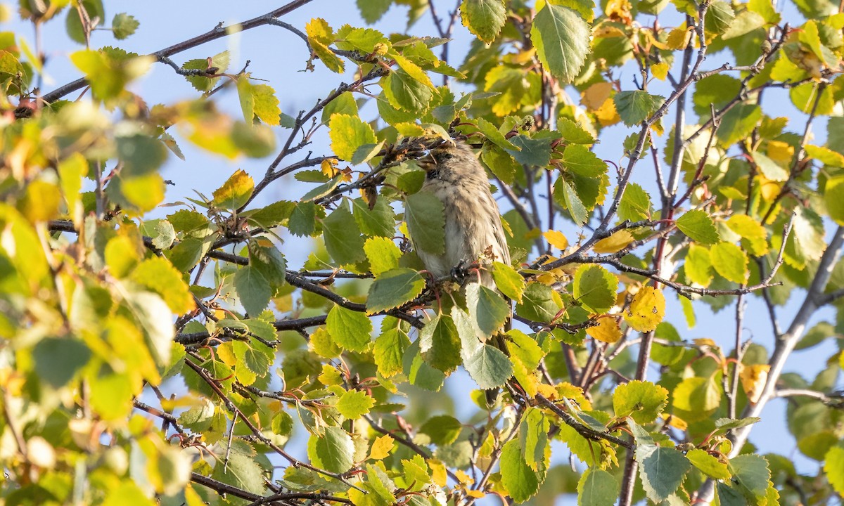 Common Redpoll (rostrata/islandica) - ML609078940