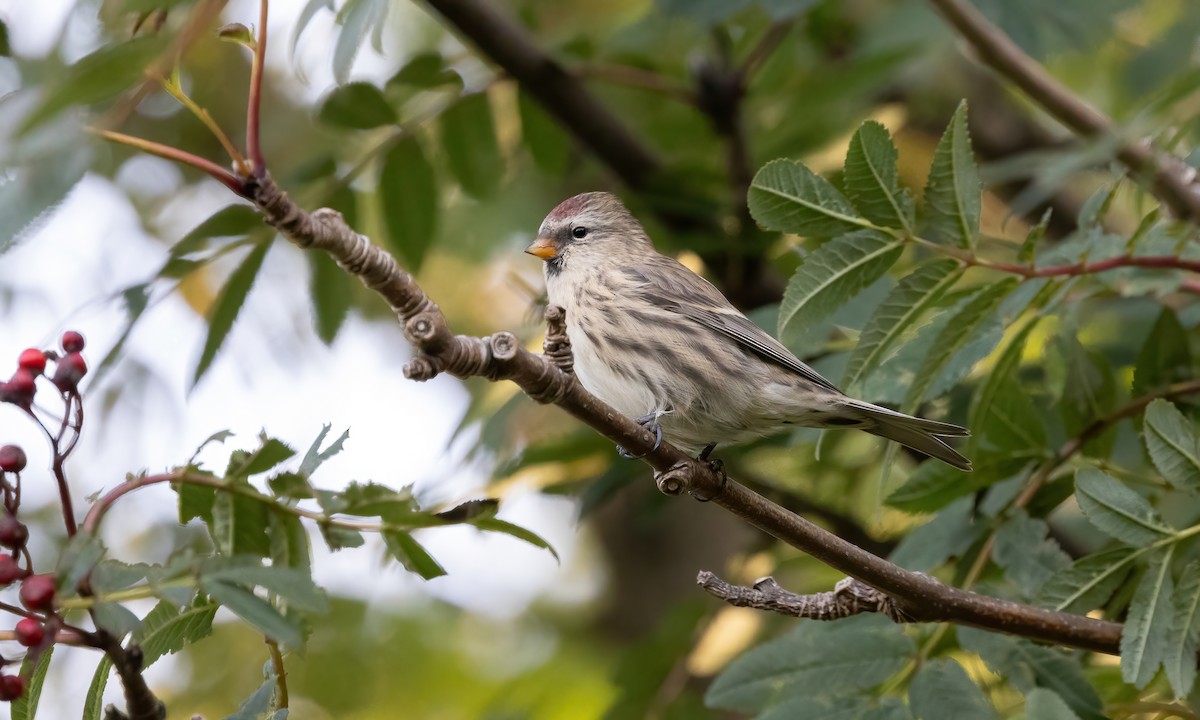 Common Redpoll (rostrata/islandica) - Paul Fenwick