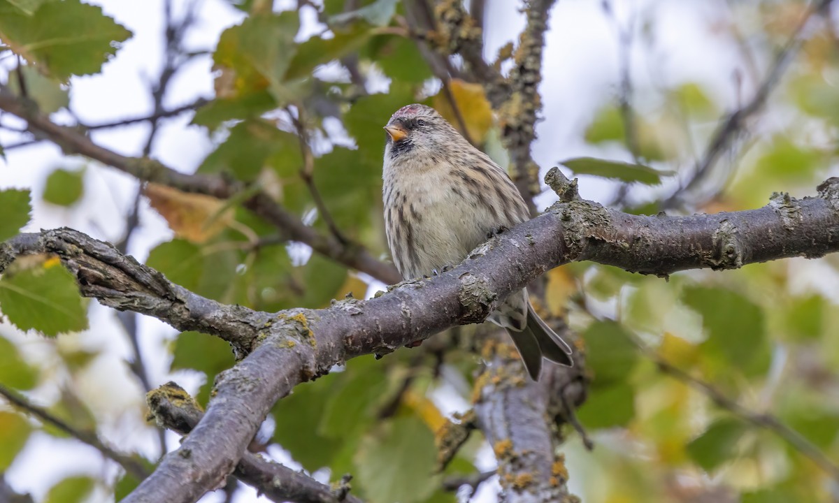 Common Redpoll (rostrata/islandica) - ML609078942