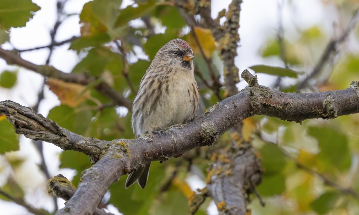 Common Redpoll (rostrata/islandica) - Paul Fenwick