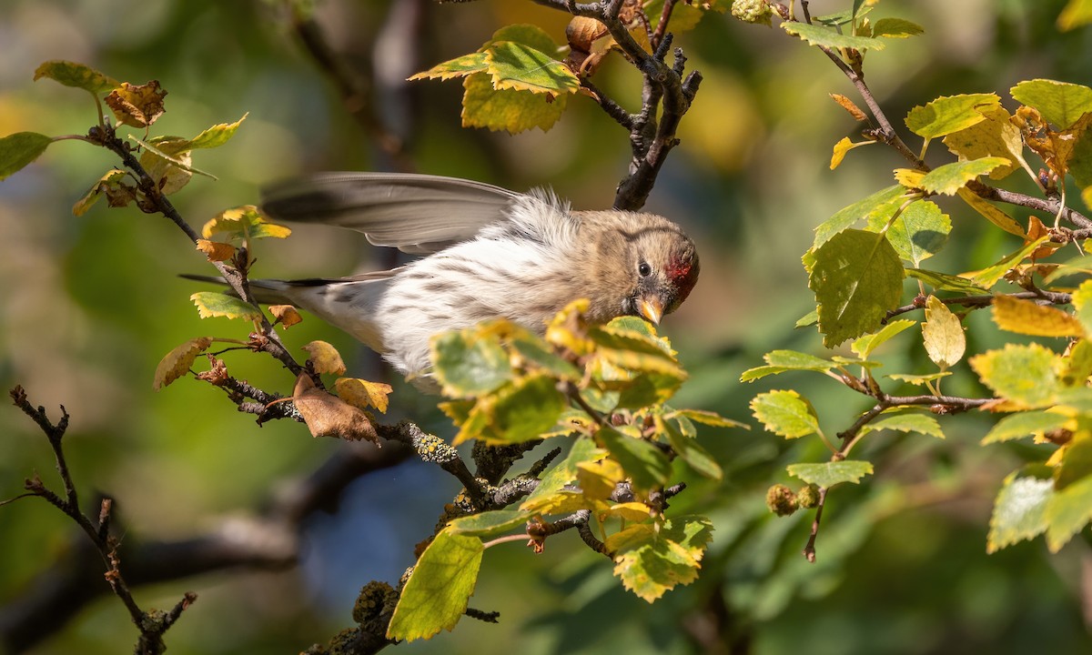 Common Redpoll (rostrata/islandica) - ML609078944