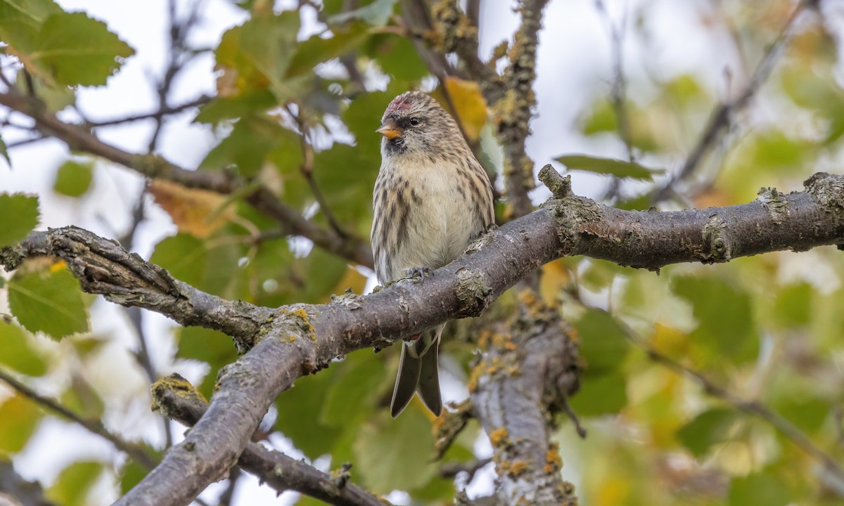 Common Redpoll (rostrata/islandica) - ML609078949