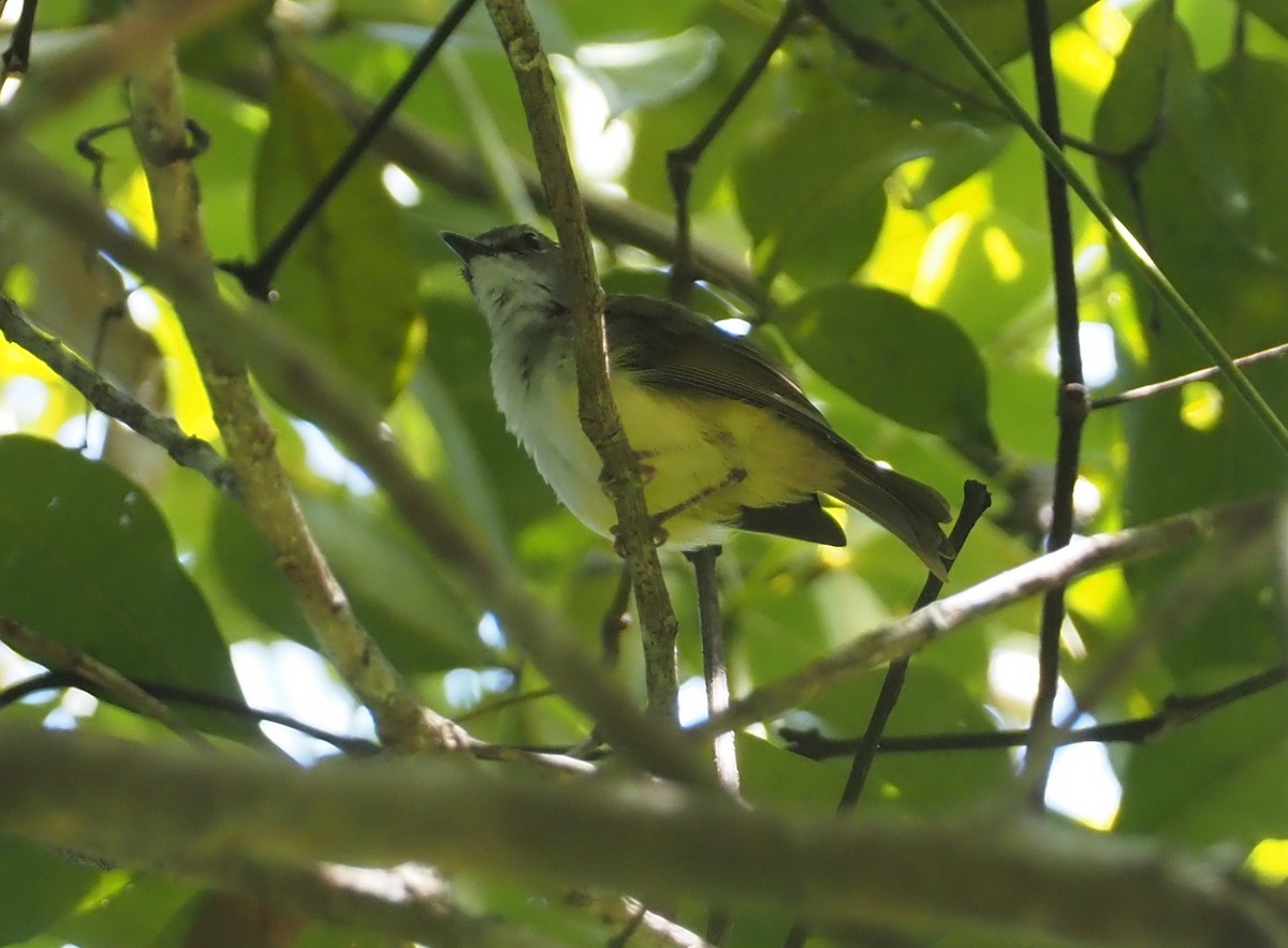 Yellow-bellied Gerygone - ML609078977