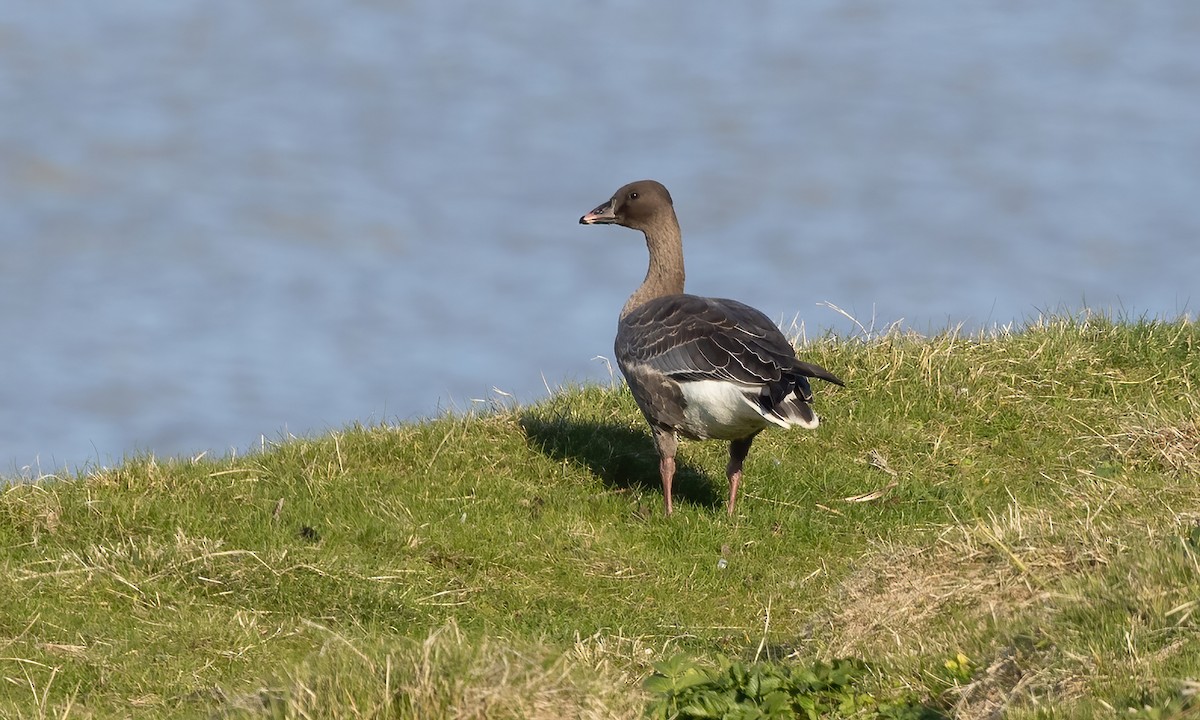 Pink-footed Goose - ML609078984