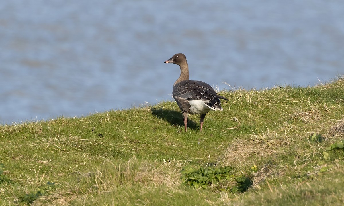 Pink-footed Goose - ML609078985