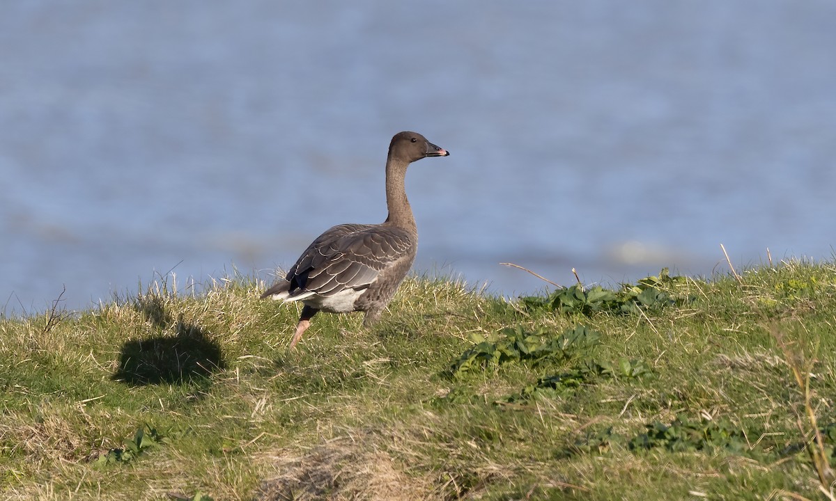 Pink-footed Goose - ML609078986