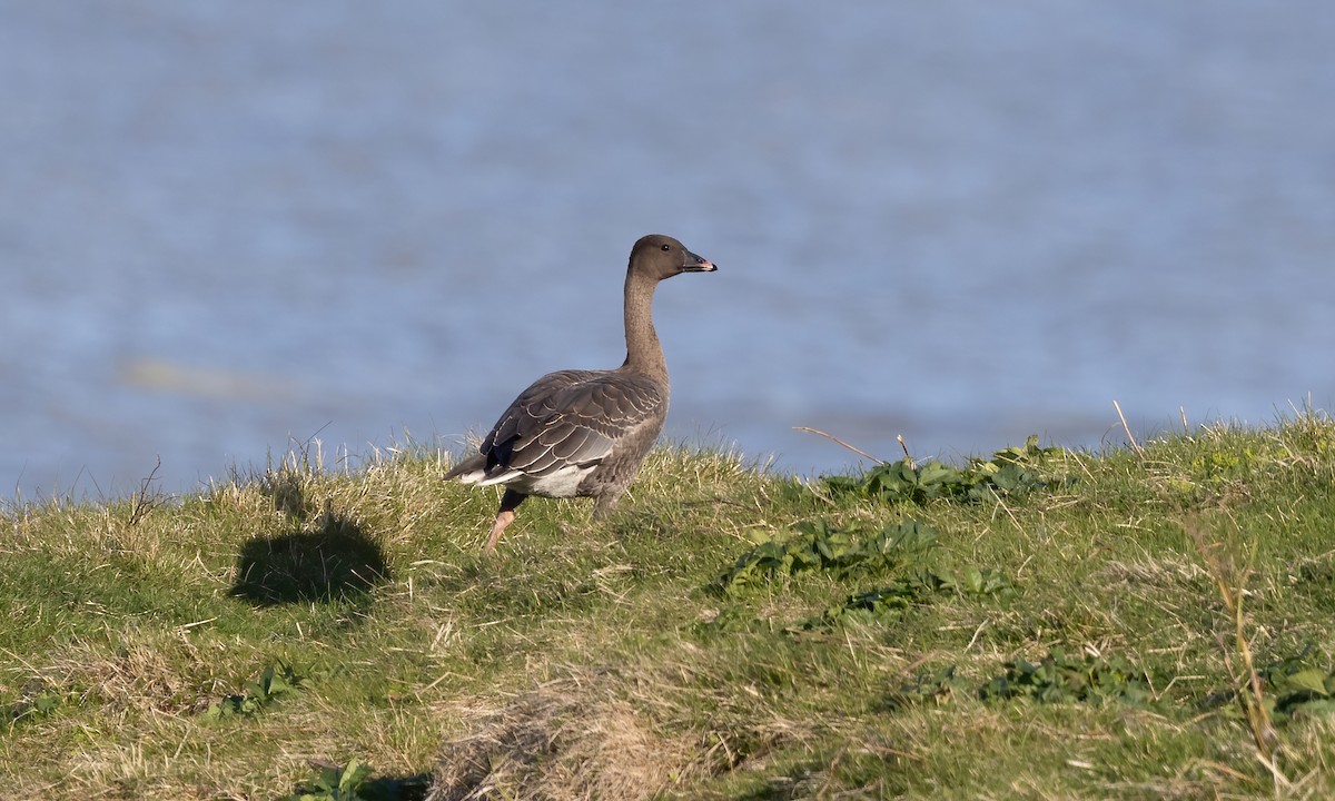 Pink-footed Goose - ML609078987