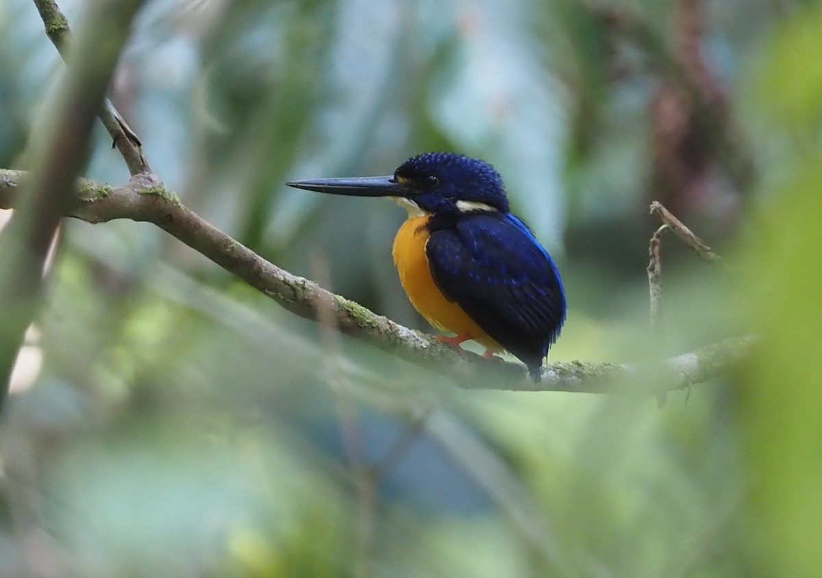 Papuan Dwarf-Kingfisher - ML609079009