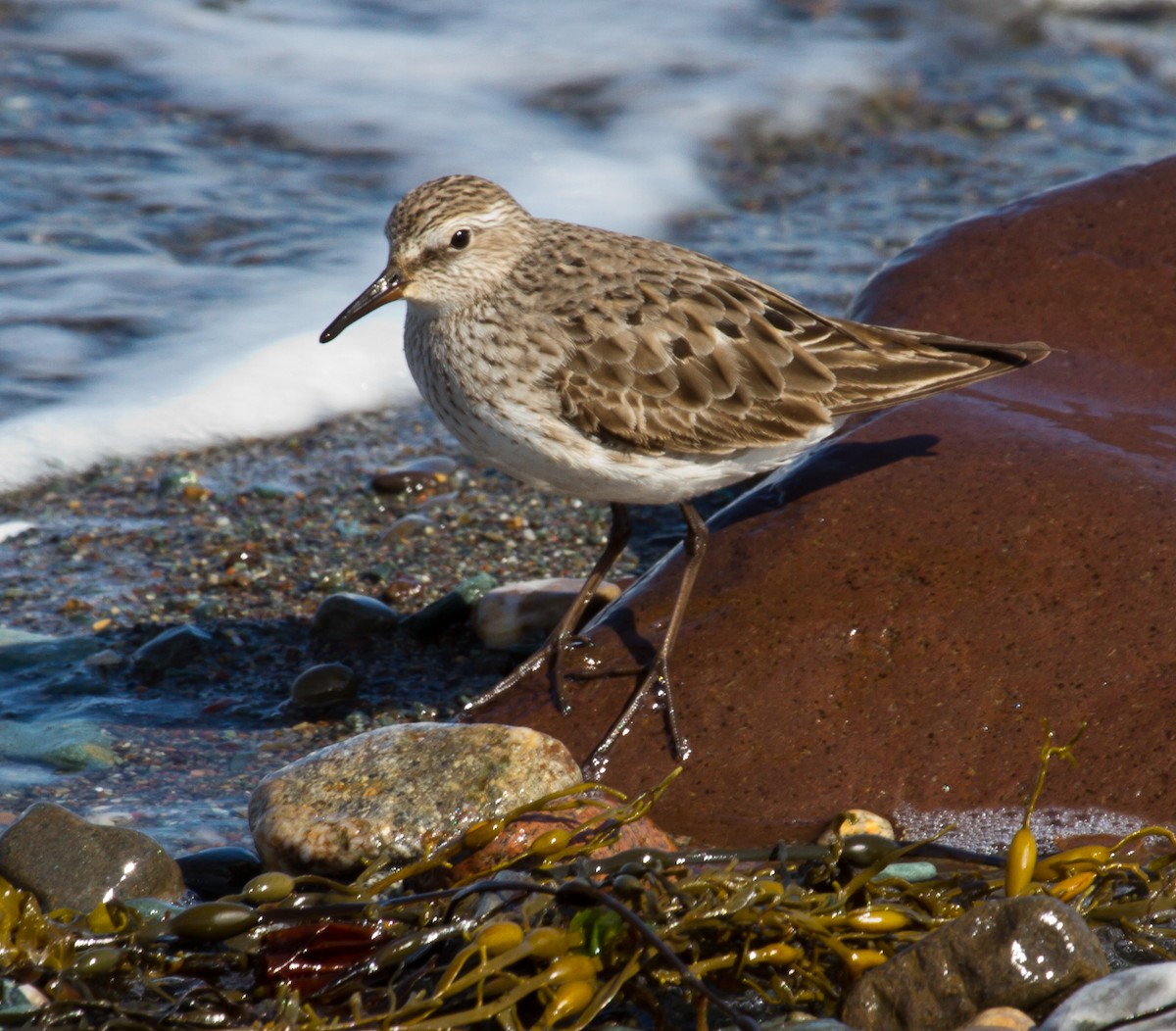 White-rumped Sandpiper - Mike Bouman