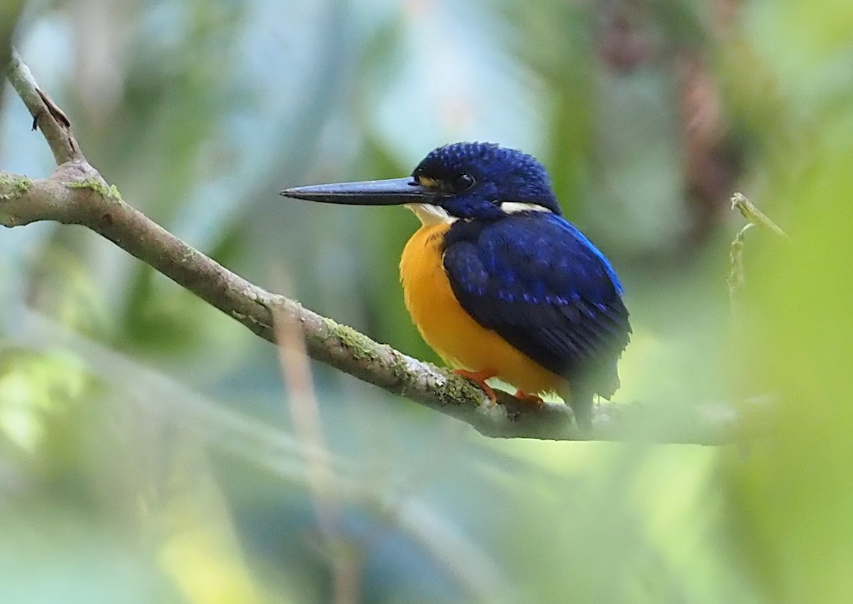 Papuan Dwarf-Kingfisher - ML609079023