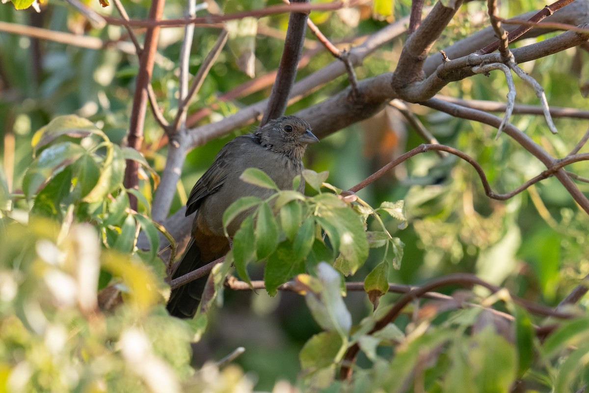 California Towhee - ML609079106