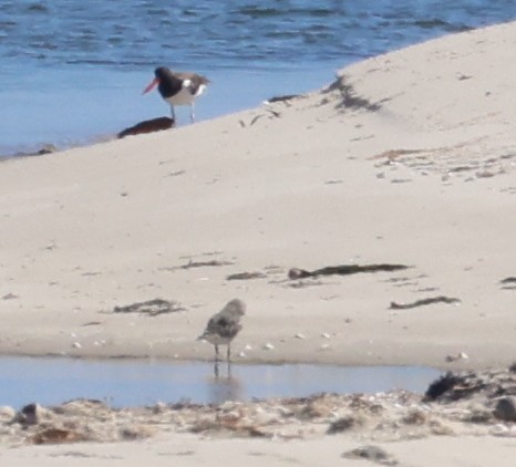 Black-bellied Plover - burton balkind