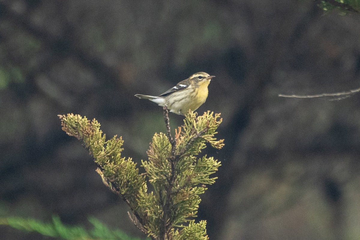 Blackburnian Warbler - Michael Carozza