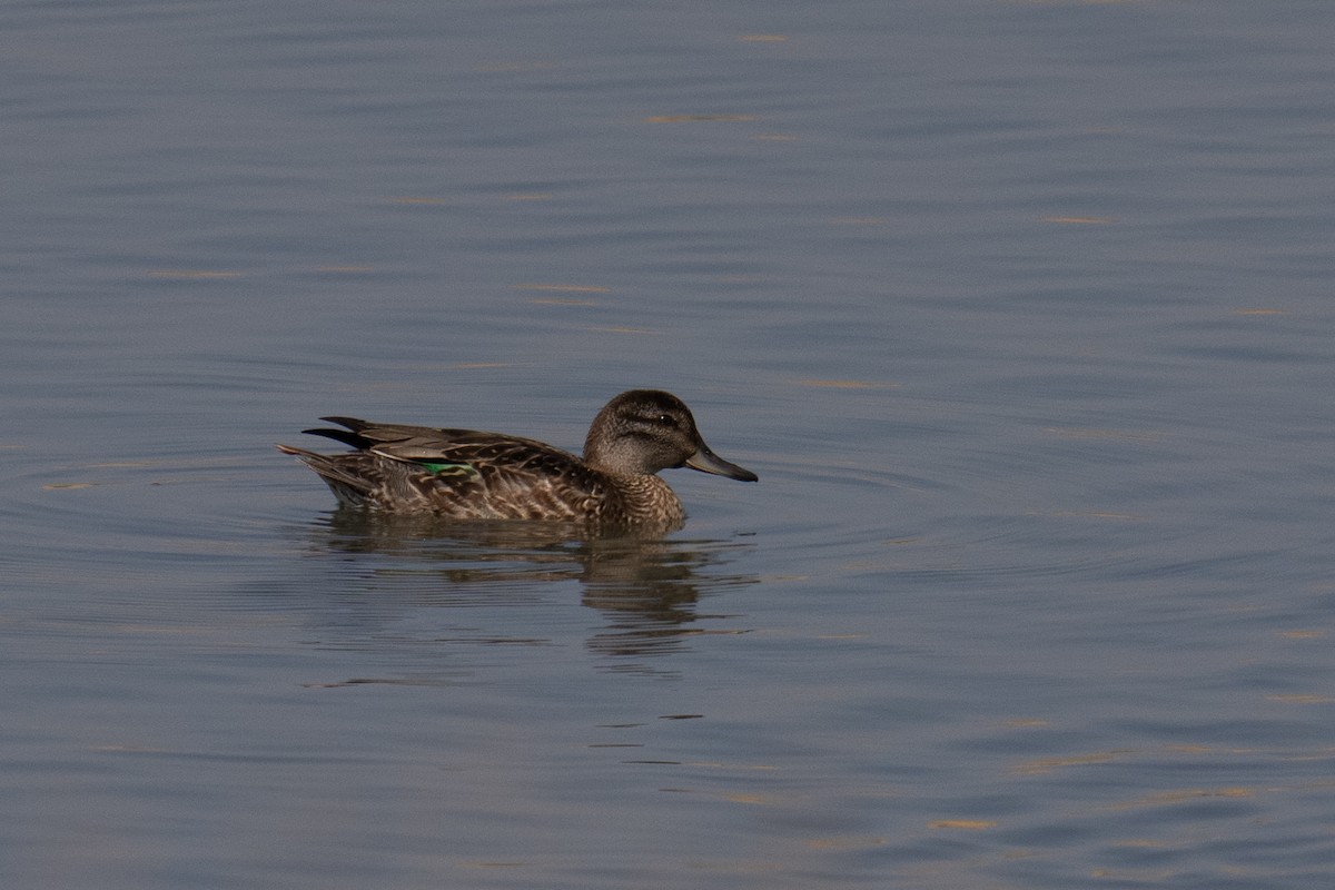 Green-winged Teal - ML609079161