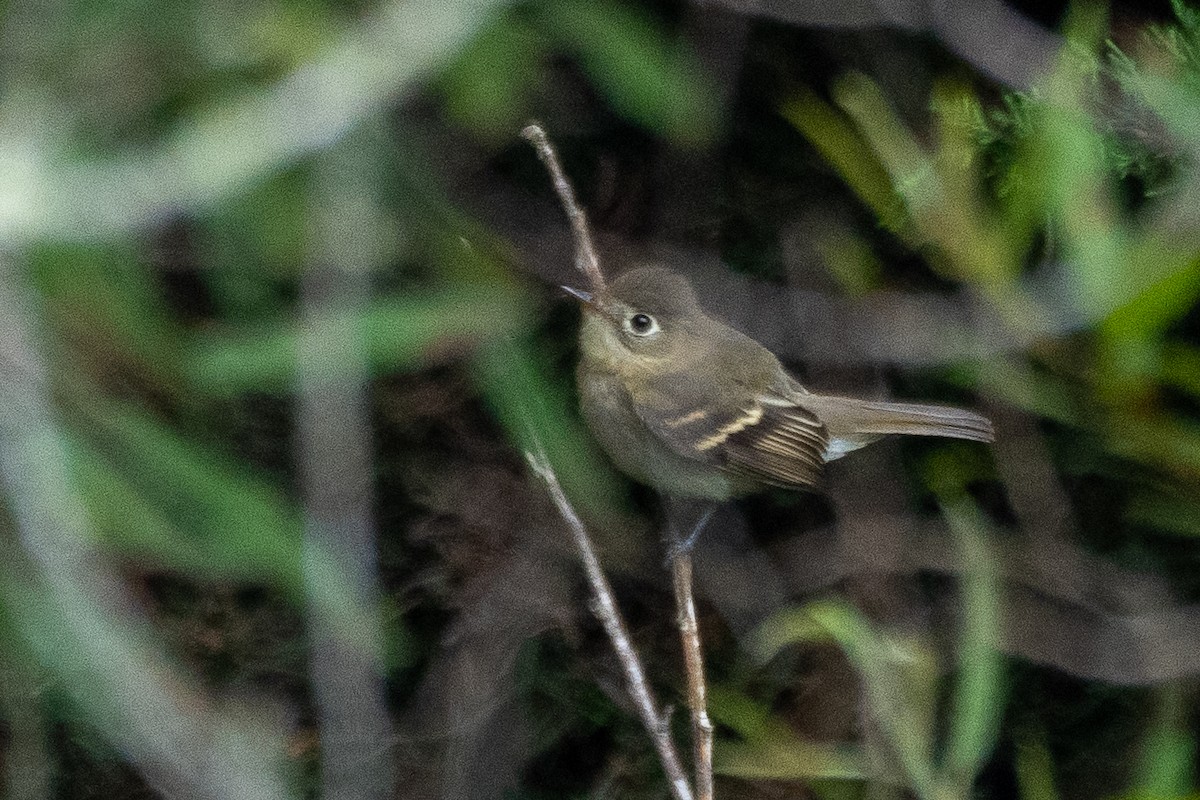 Western Flycatcher (Pacific-slope) - ML609079179