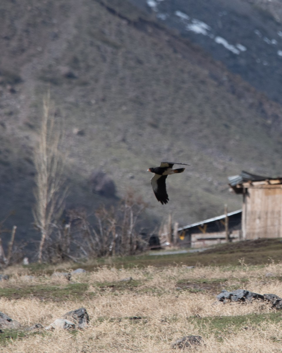 Caracara montagnard - ML609079184