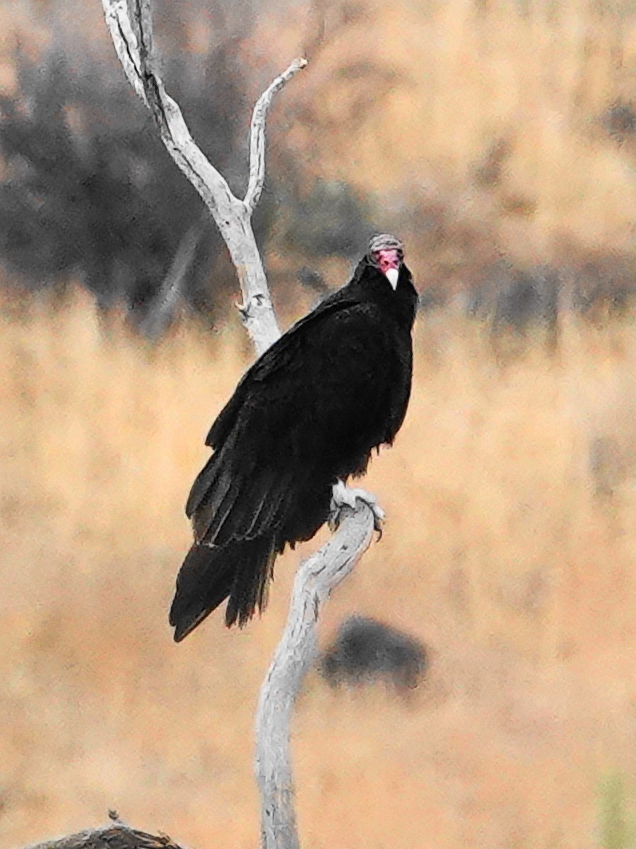 Turkey Vulture - Peter Herstein