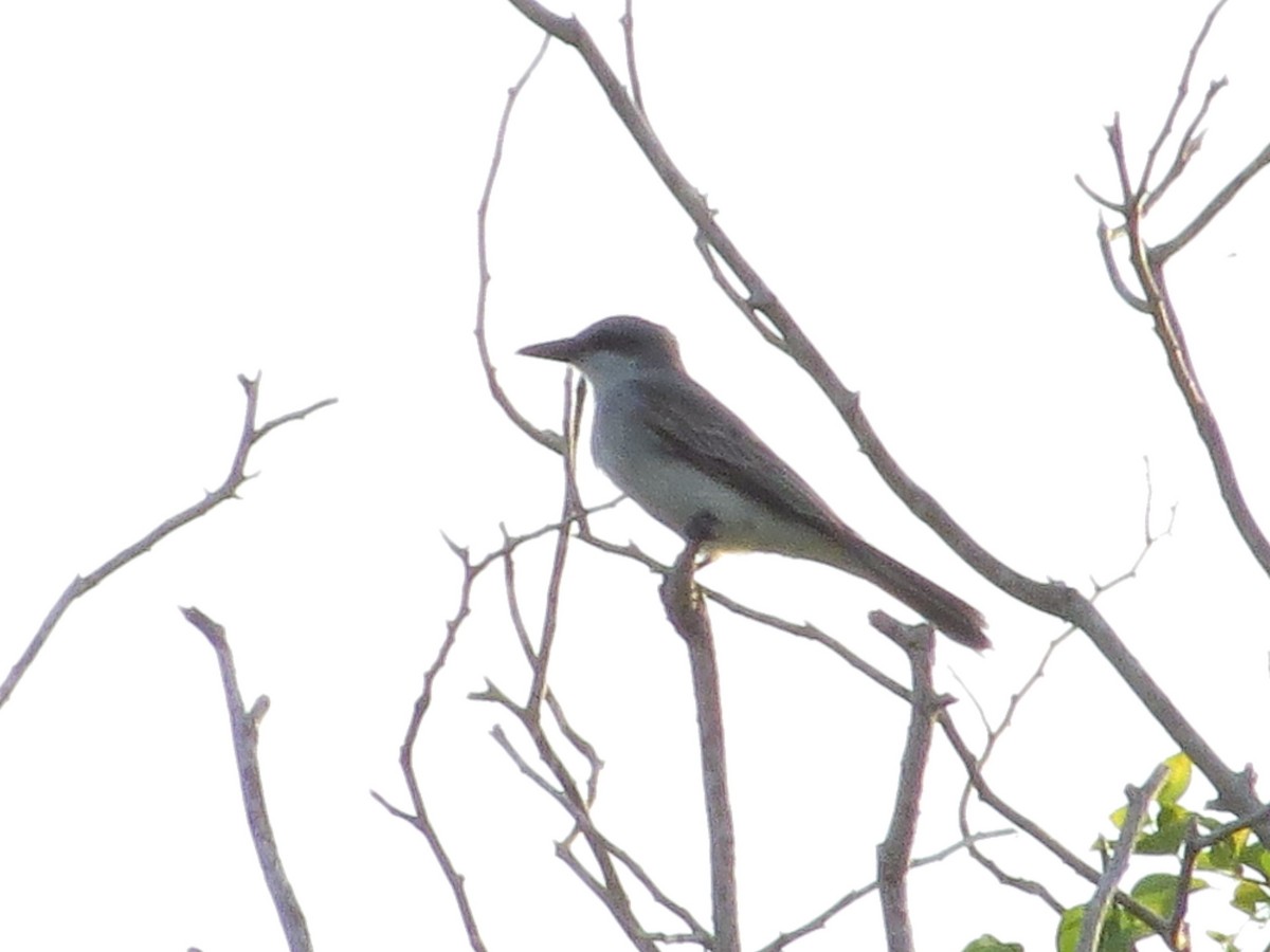 Gray Kingbird - ML609079230