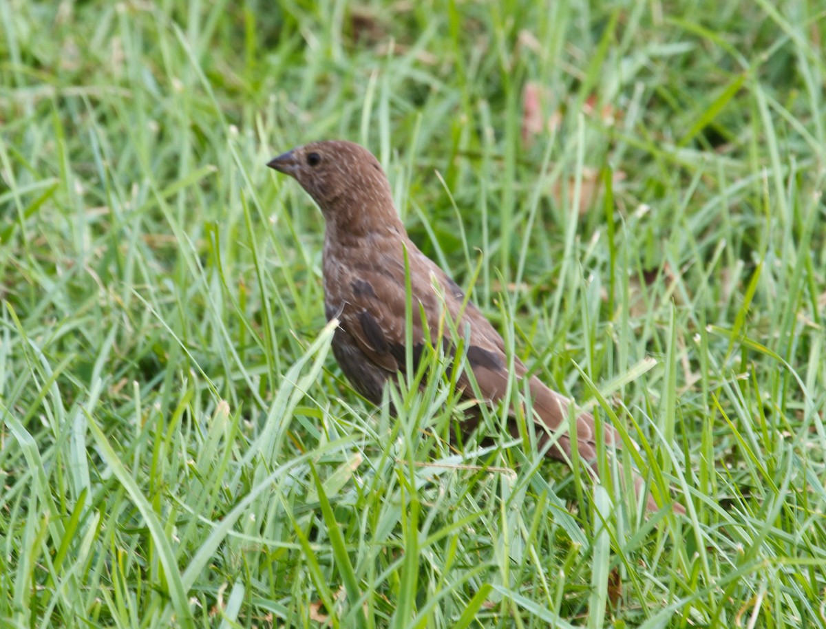 Brown-headed Cowbird - ML609079232