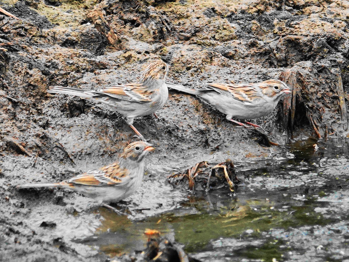 Brewer's Sparrow - ML609079263