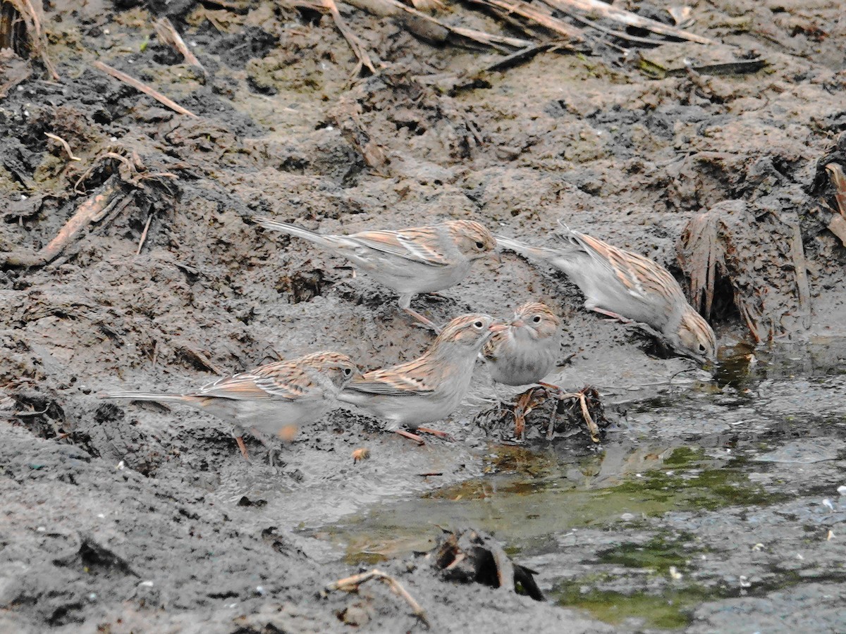 Brewer's Sparrow - ML609079264