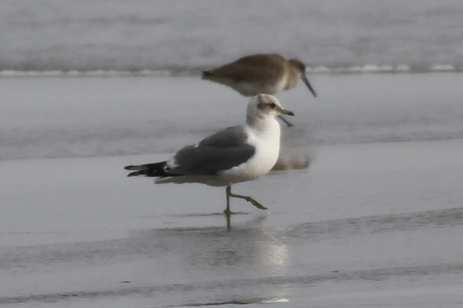 Short-billed Gull - ML609079331