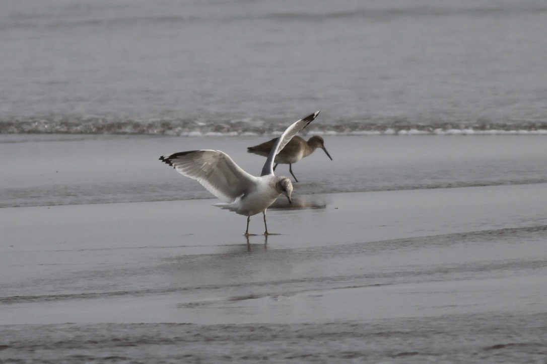 Short-billed Gull - ML609079349