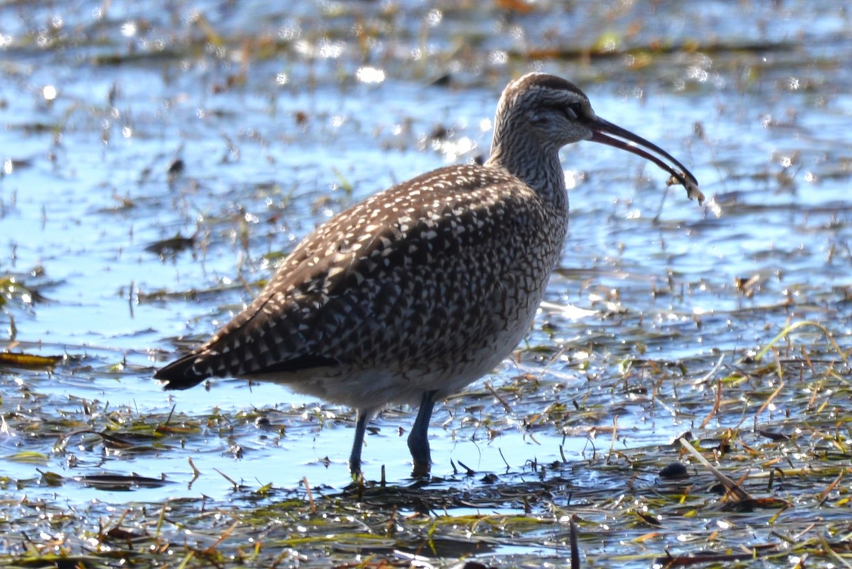Whimbrel - Henry deJong