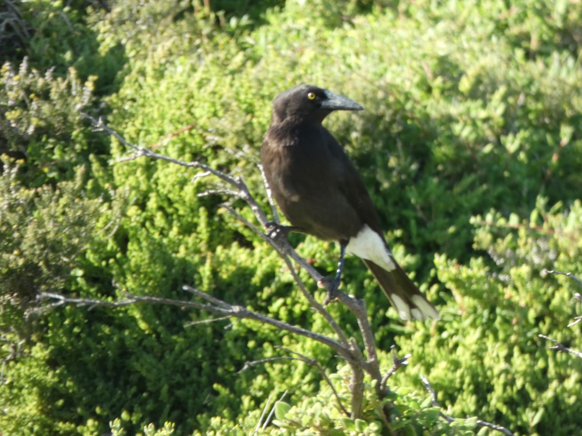 Gray Currawong (Kangaroo I.) - Beth Roddin