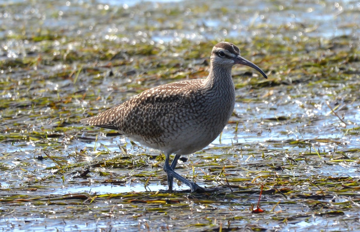 Whimbrel - Henry deJong