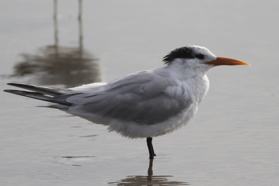 Royal Tern - ML609079381