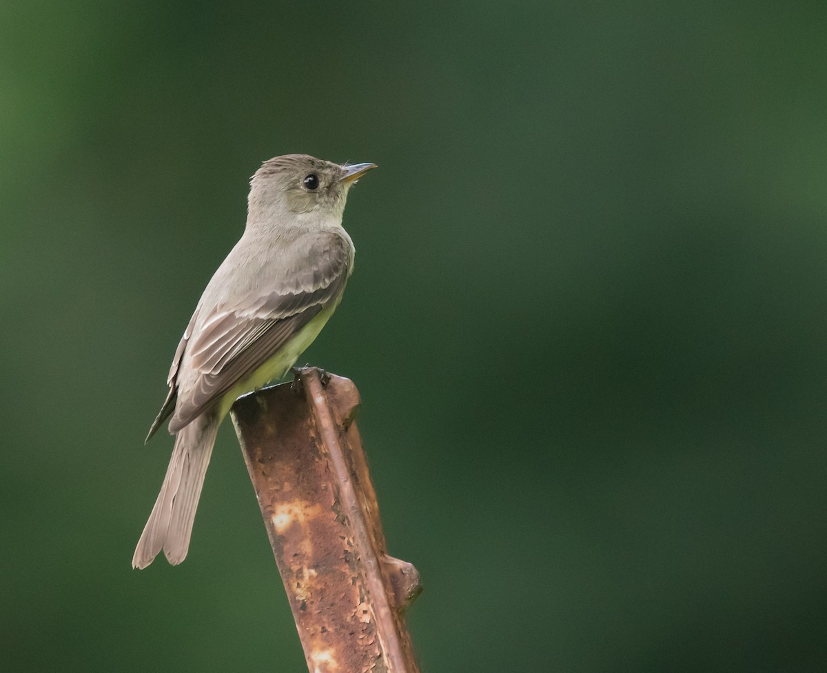 Eastern Wood-Pewee - ML609079430