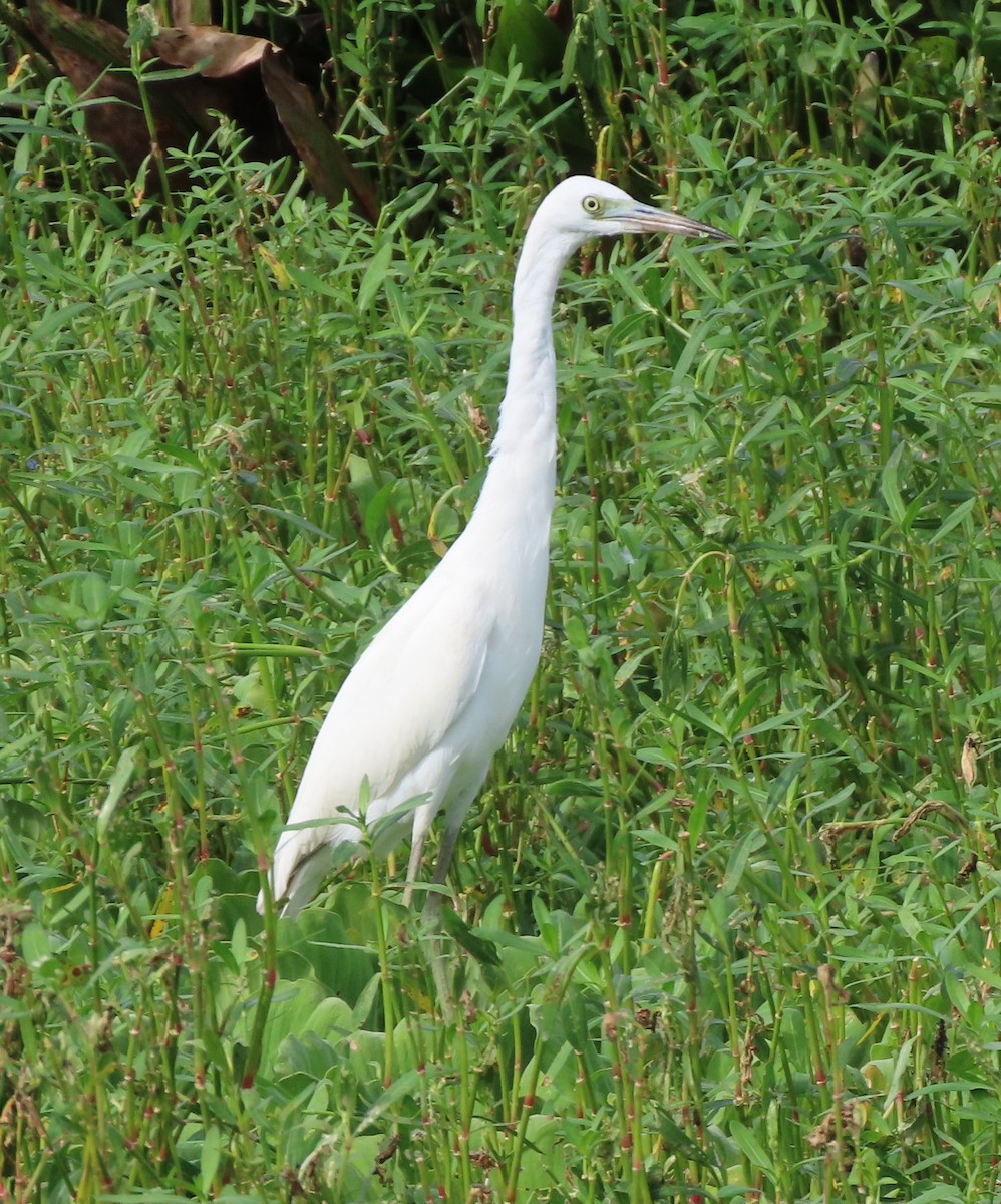 Little Blue Heron - Cathleen Burns