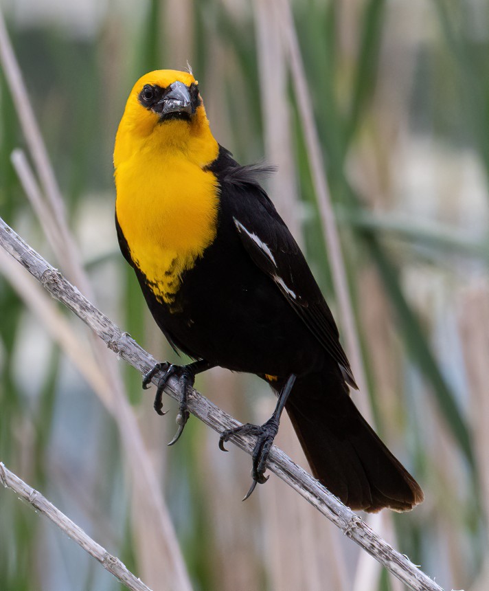 Yellow-headed Blackbird - ML609079476