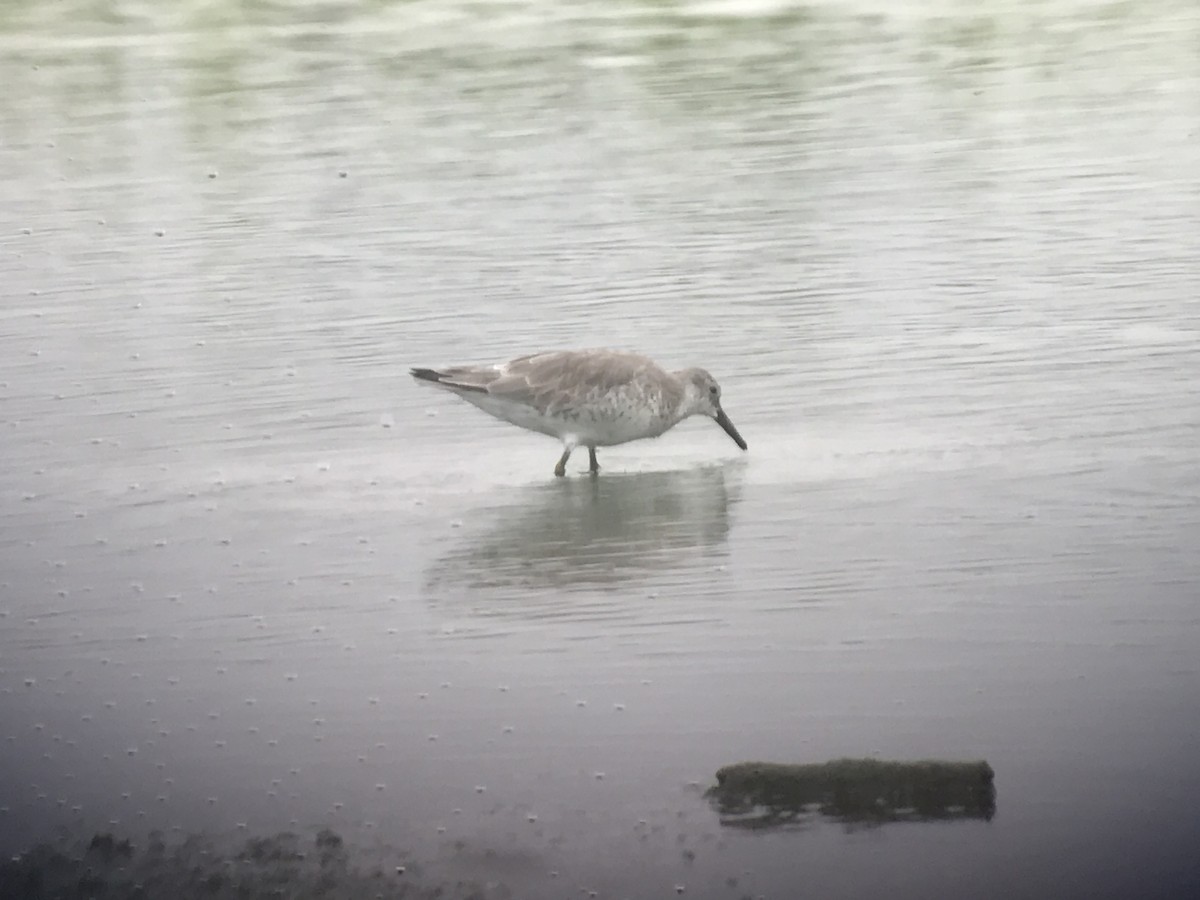 Red Knot - ML609079522