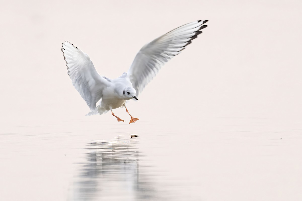 Bonaparte's Gull - Gerald Romanchuk