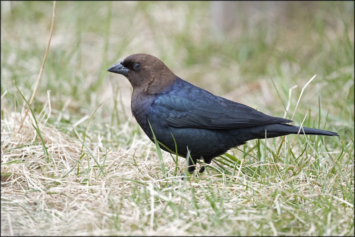 Brown-headed Cowbird - ML609079553